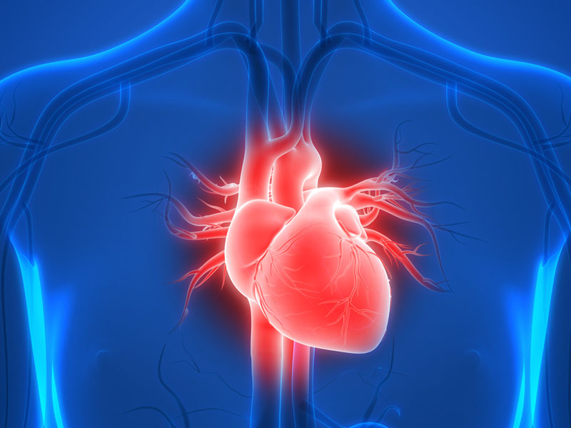 anatomia serca