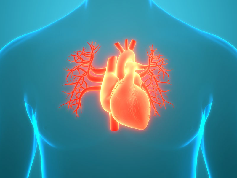 migotanie komor anatomia serca